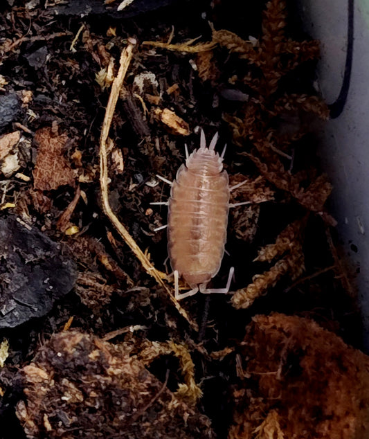 PORCELLIONIDES PRUINOSUS --POWDER PINK  Isopods 10+ Pods