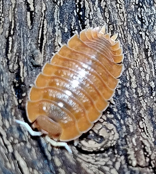 PORTCELLIO DILATAUS -RUST  Isopods 10+ Pods