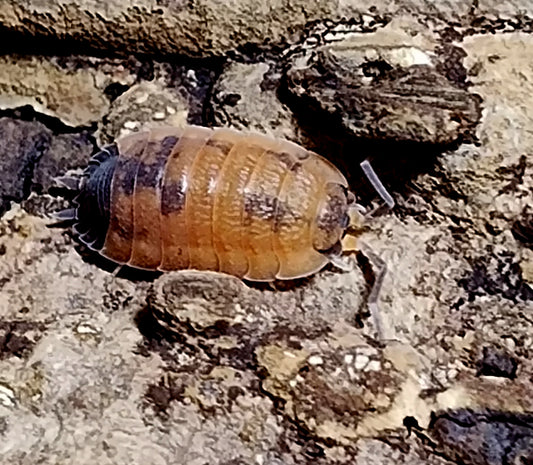 PORCELLIO SCABER  LAVA   Isopods 10ct