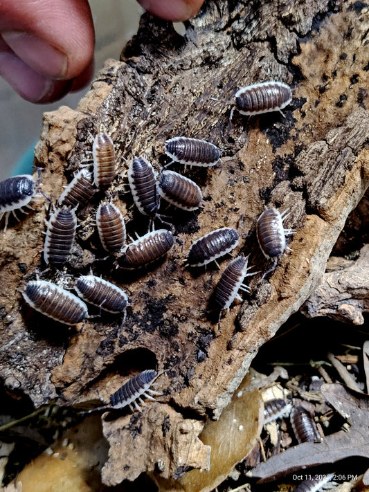 PORCELLIO SP SEVILLA-- "Chocolate" or Regular "Blues" Each 10+ Pods