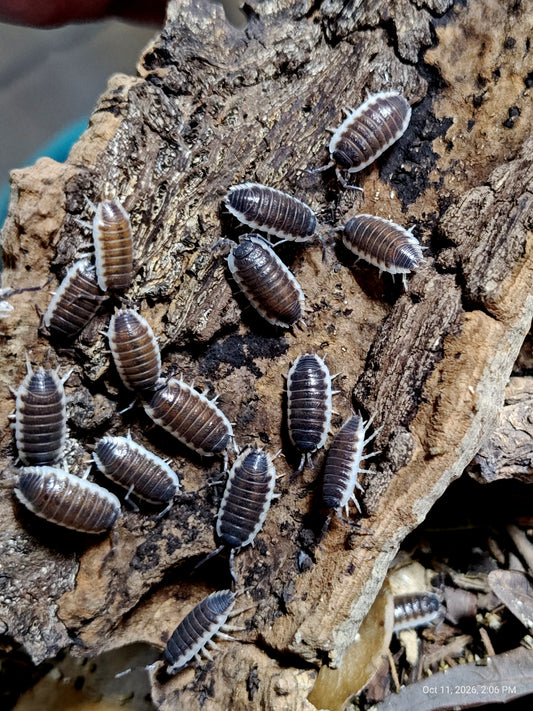 PORCELLIO SP SEVILLA-- "Chocolate" or Regular "Blues" Each 10+ Pods