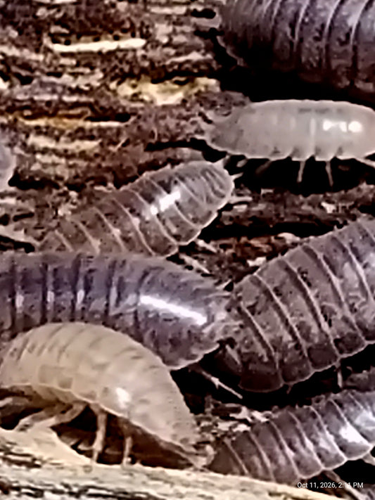POCELLIOLAEVIS --BIG PINE KEY Isopods  10+ Pods