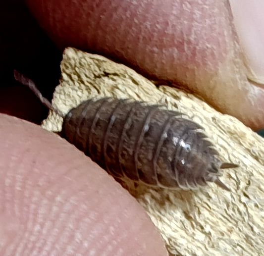 POCELLIOLAEVIS --BIG PINE KEY Isopods  10+ Pods