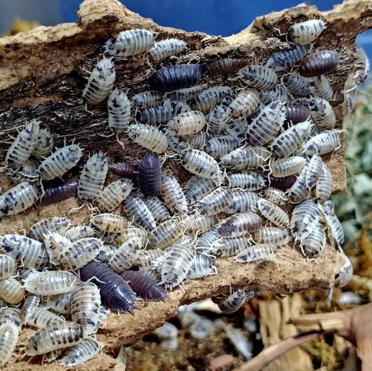 PORCELLIO LAEVIS --DAIRY COW Isopods 10+