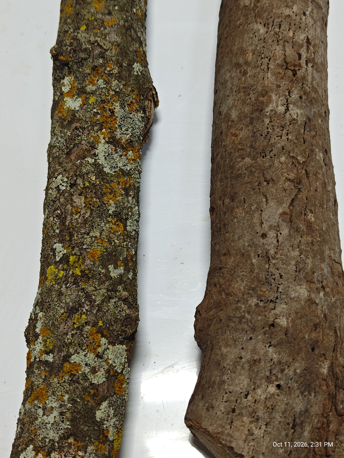 Lichen/Moss Logs and Bark Hides Sm/Medium Full Large Bag for Isopods & Bio Actives
