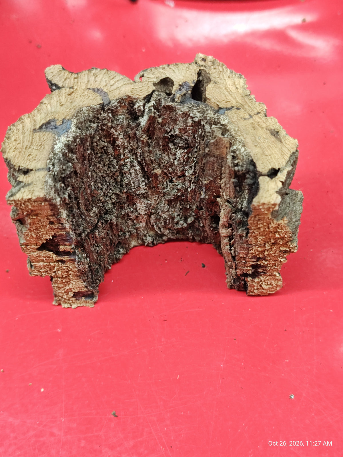 Cork Bark Hide for Reptiles – Nature's Cozy Cave by PNC Family FInds