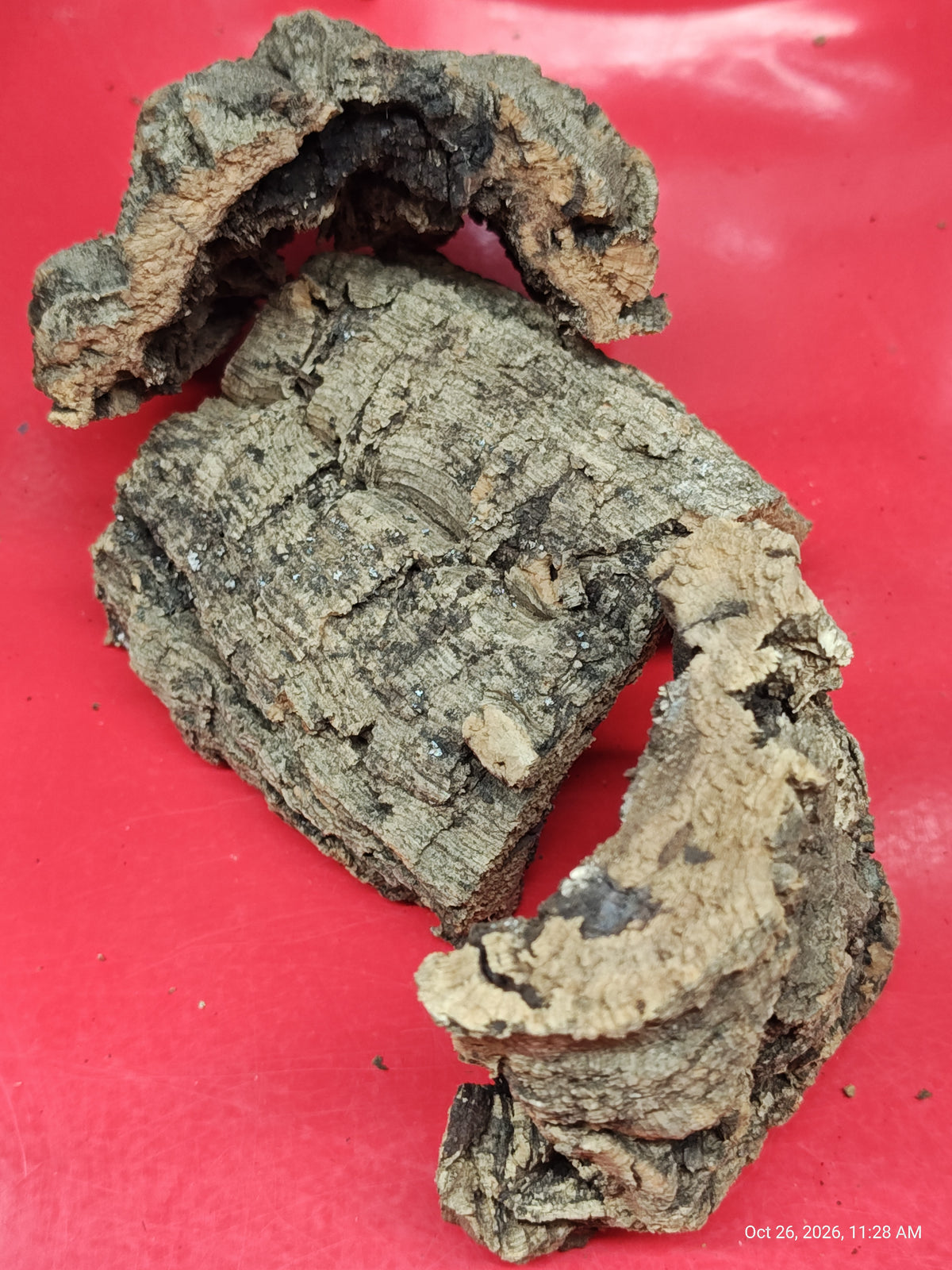 Cork Bark Hide for Reptiles – Nature's Cozy Cave by PNC Family FInds