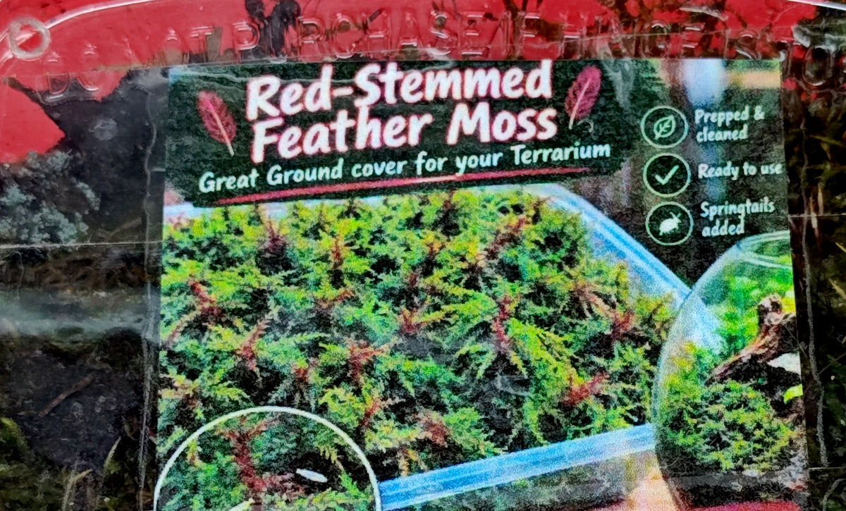 Red Feather Moss with Springtail Culture – Grown by PNC Family FInds
