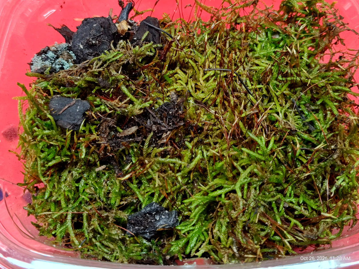 Red Feather Moss with Springtail Culture – Grown by PNC Family FInds