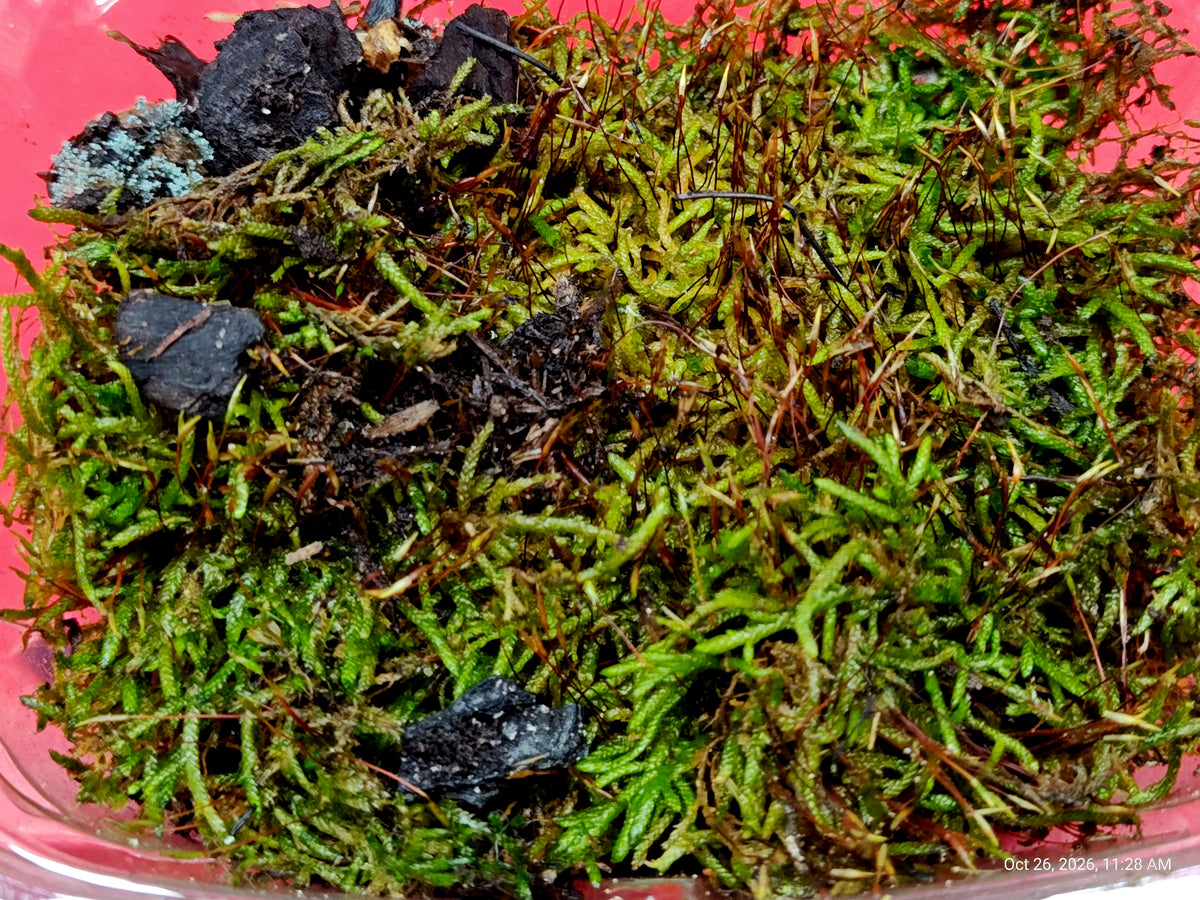 Red Feather Moss with Springtail Culture – Grown by PNC