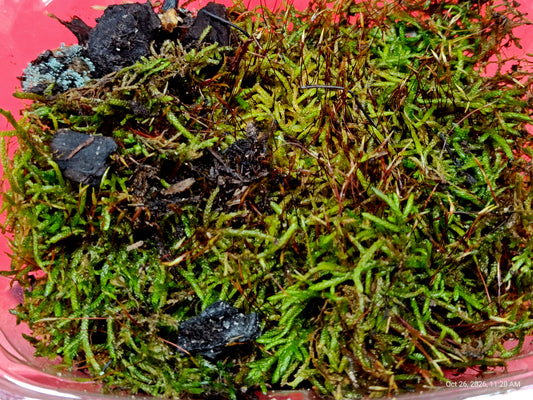 Red Feather Moss with Springtail Culture – Grown by PNC
