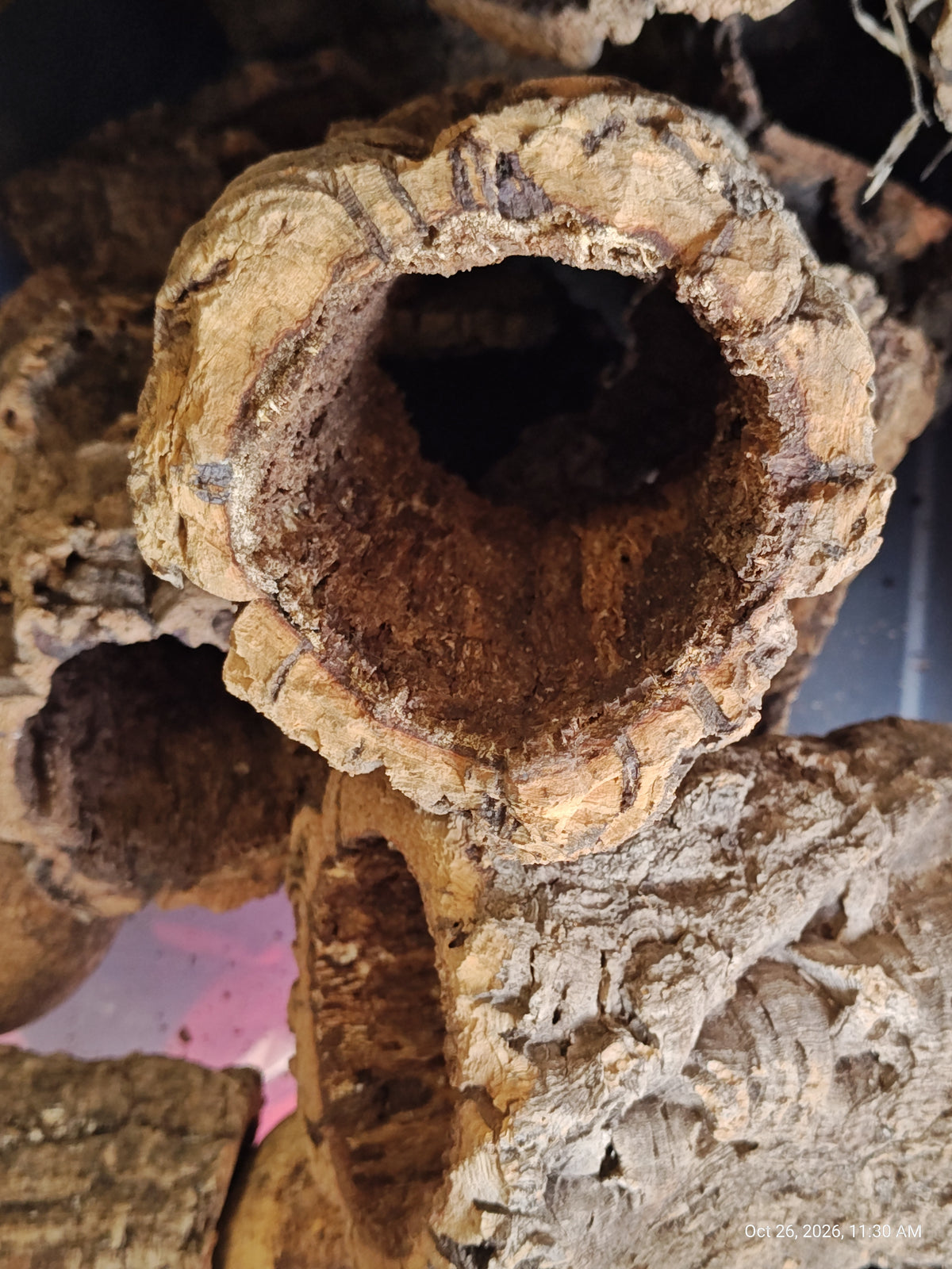 Cork Bark Hide for Reptiles – Nature's Cozy Cave by PNC Family FInds