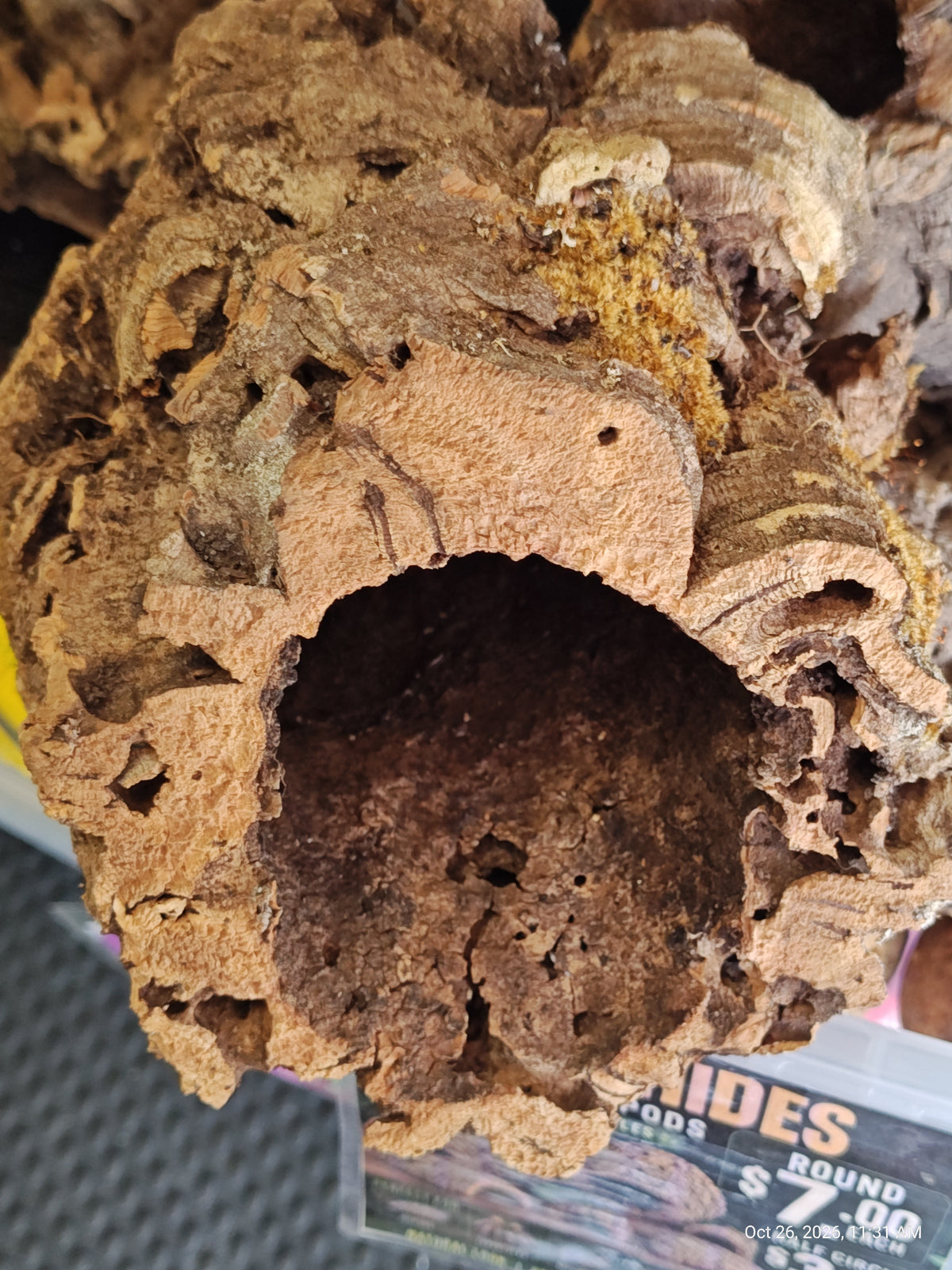 Cork Bark Hide for Reptiles – Nature's Cozy Cave by PNC Family FInds