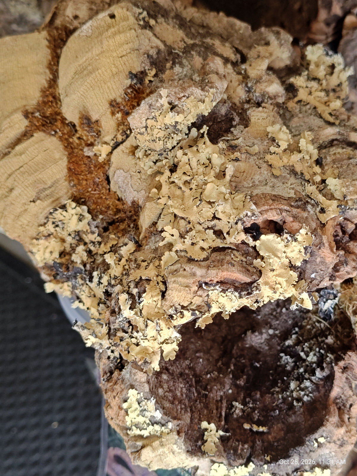 Cork Bark Hide for Reptiles – Nature's Cozy Cave by PNC Family FInds