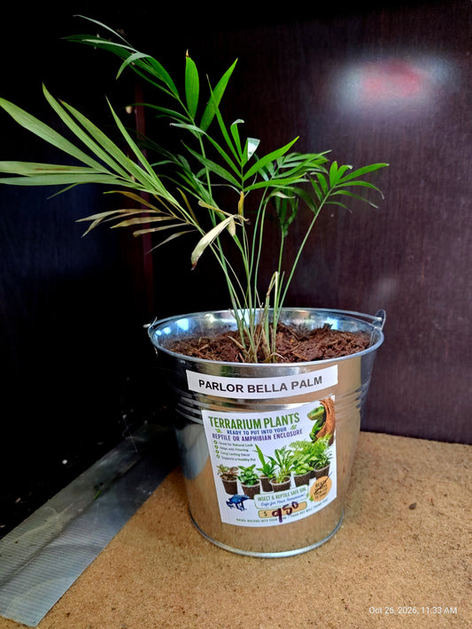 Live Plants Great for Pet Enclosures and More Grown by PNC