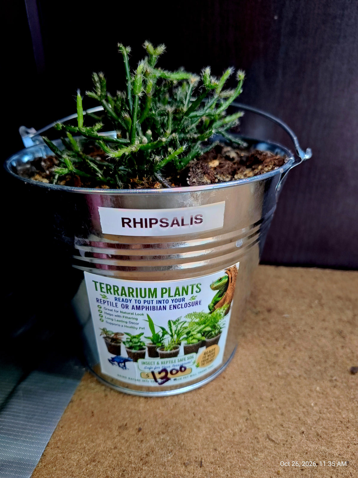 Live Plants Great for Pet Enclosures and More Grown by PNC