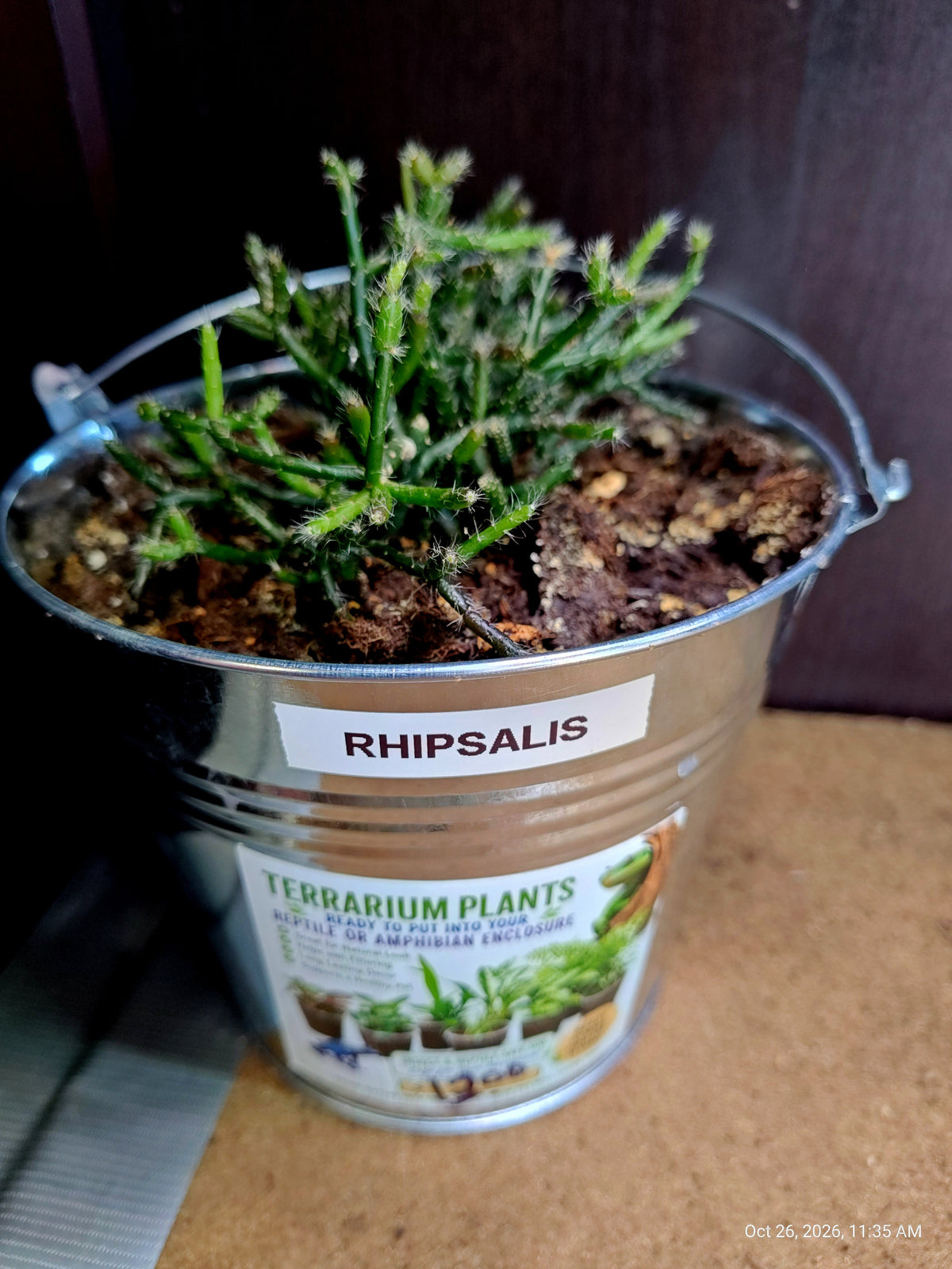 Live Plants Great for Pet Enclosures and More Grown by PNC