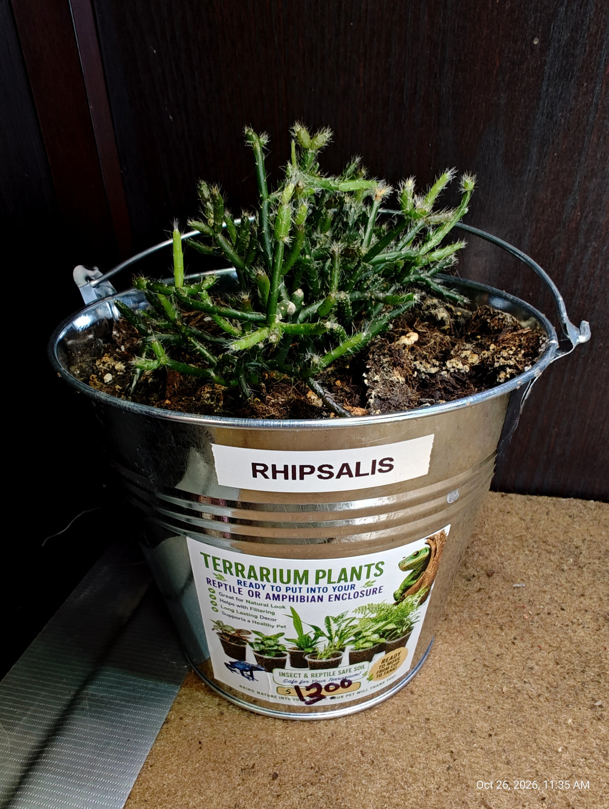Live Plants Great for Pet Enclosures and More Grown by PNC