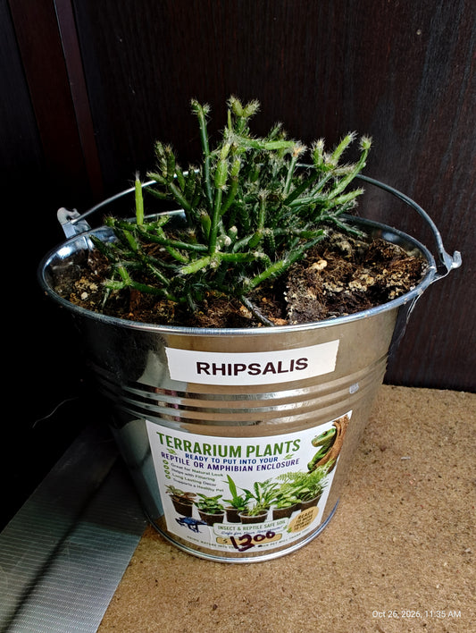 Rhipsalis Live Potted Plant – Grown by PNC