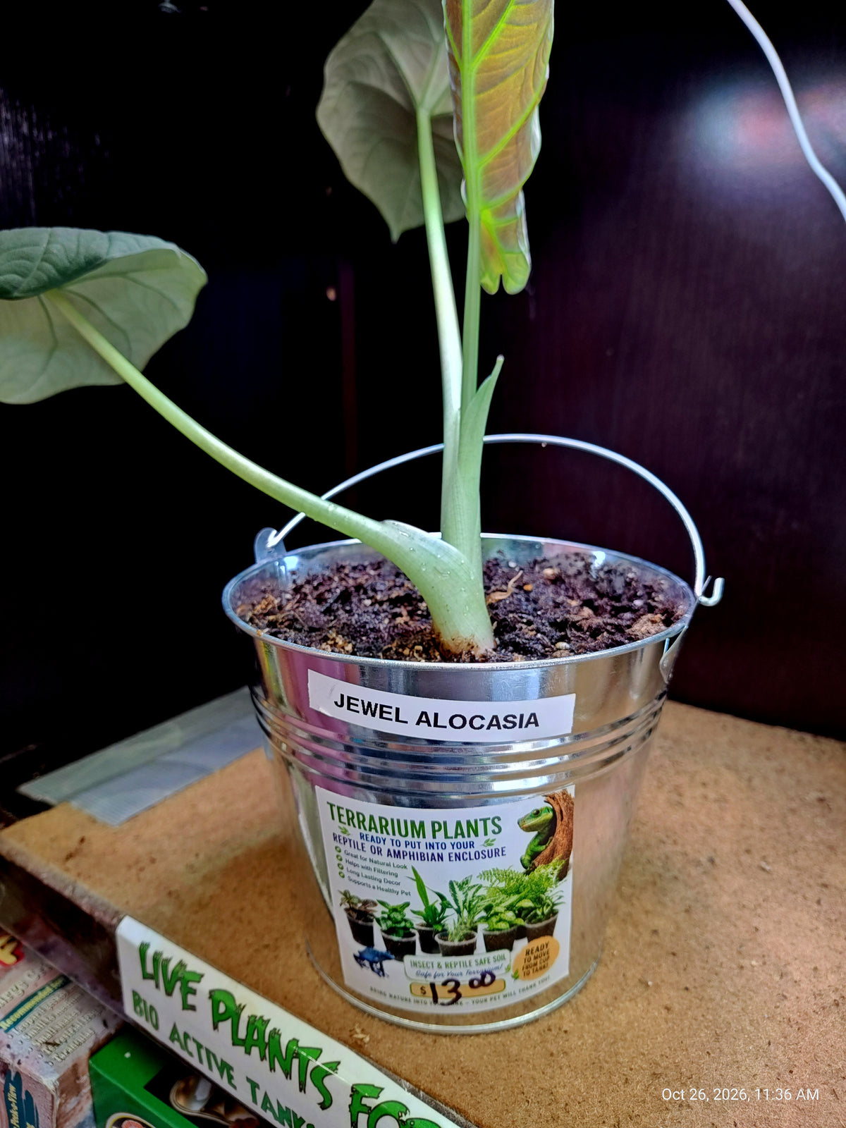 Live Plants Great for Pet Enclosures and More Grown by PNC