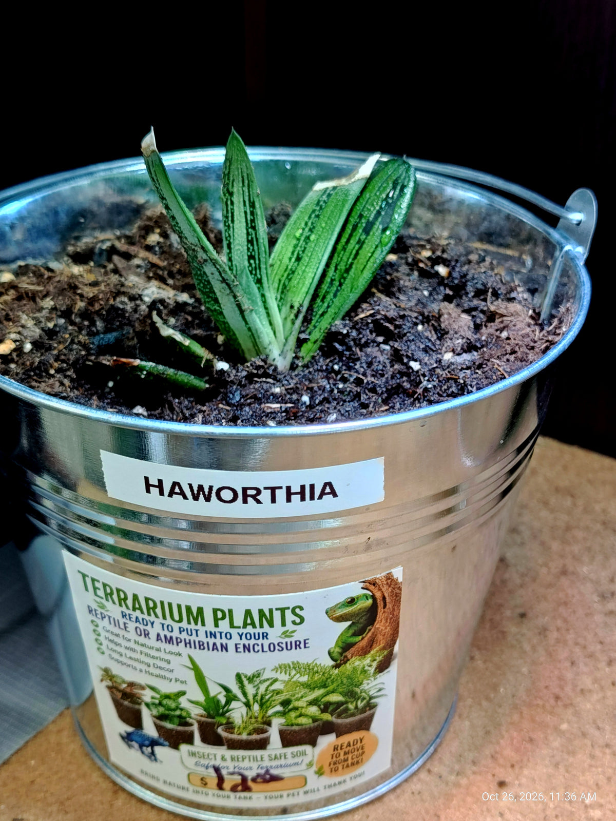 Live Plants Great for Pet Enclosures and More Grown by PNC