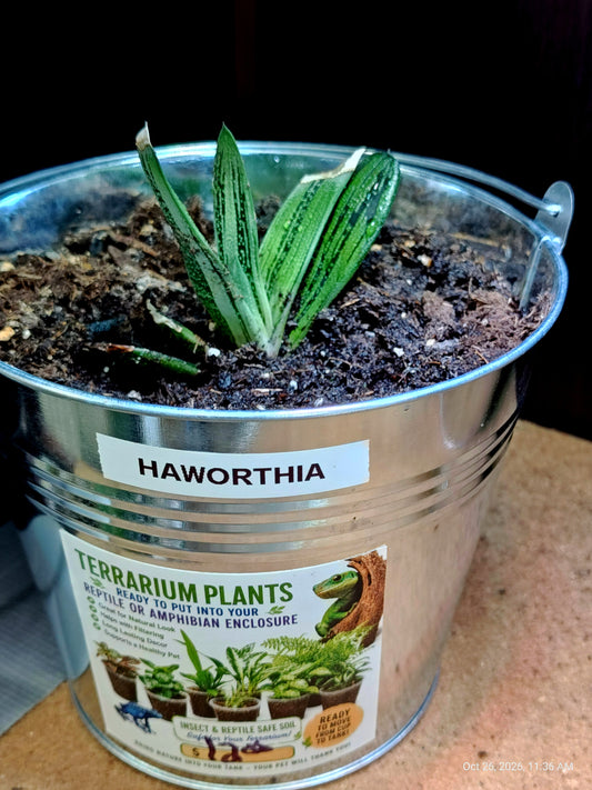 Haworthia Live Potted Plant – Grown by PNC