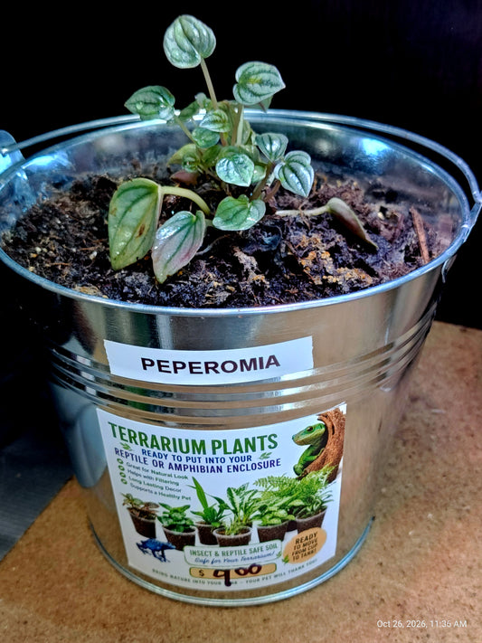 Peperomia Live Potted Plant – Grown by PNC