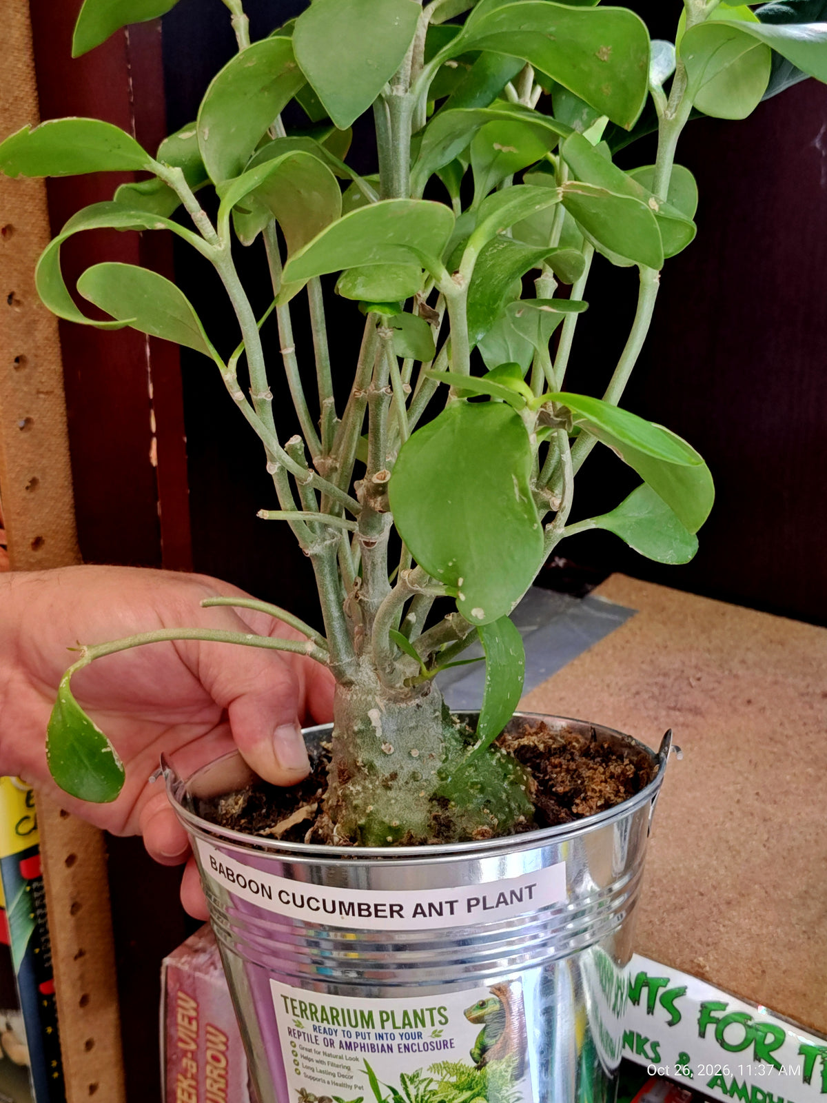 Live Plants Great for Pet Enclosures and More Grown by PNC