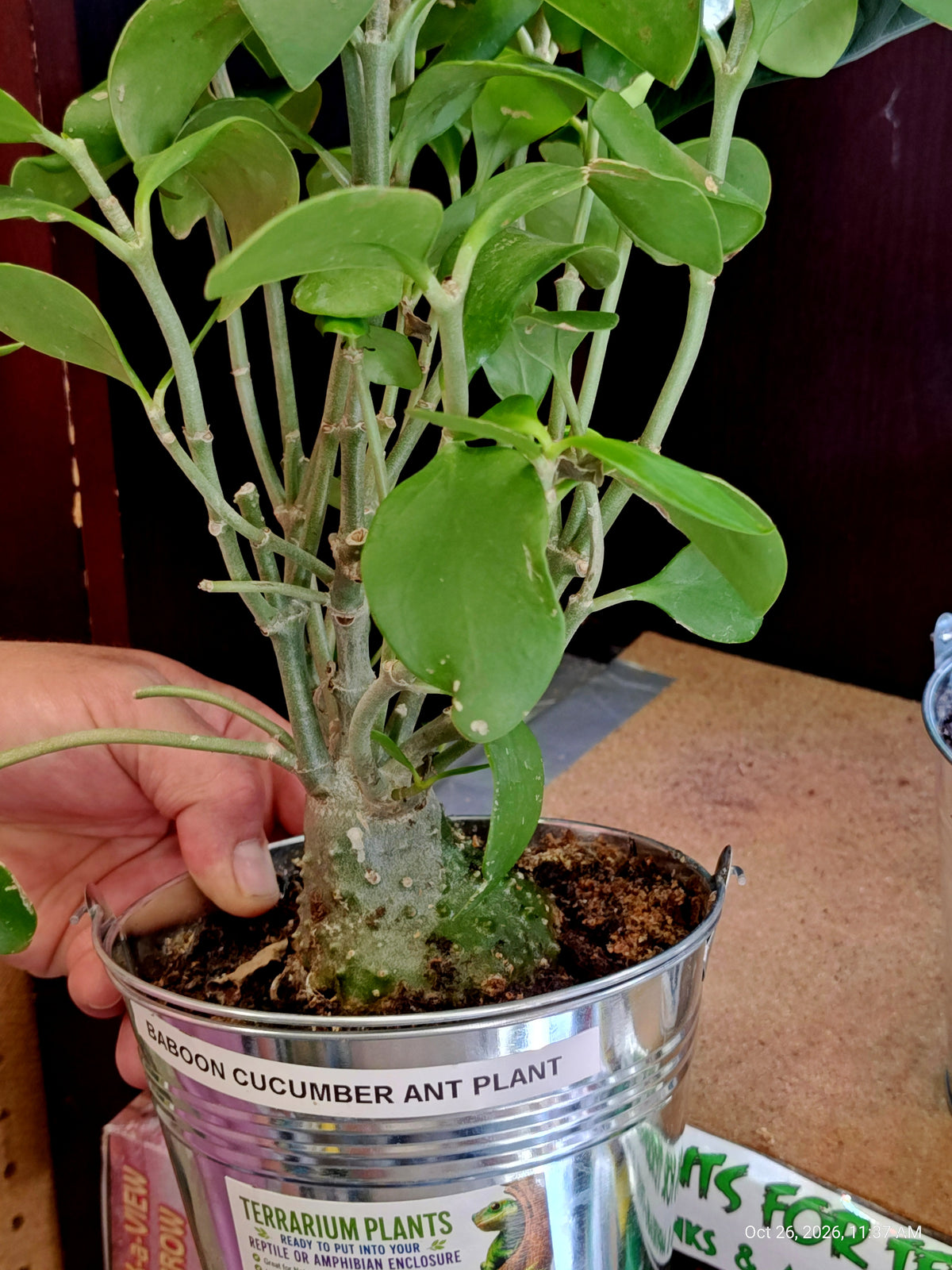 Baboon Cucumber Live Potted Plant – Grown by PNC