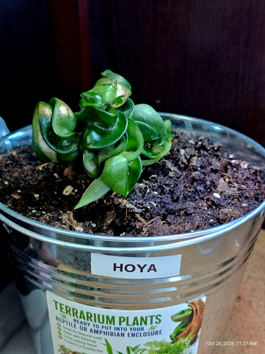 Hoya Live Potted Plant – Grown by PNC