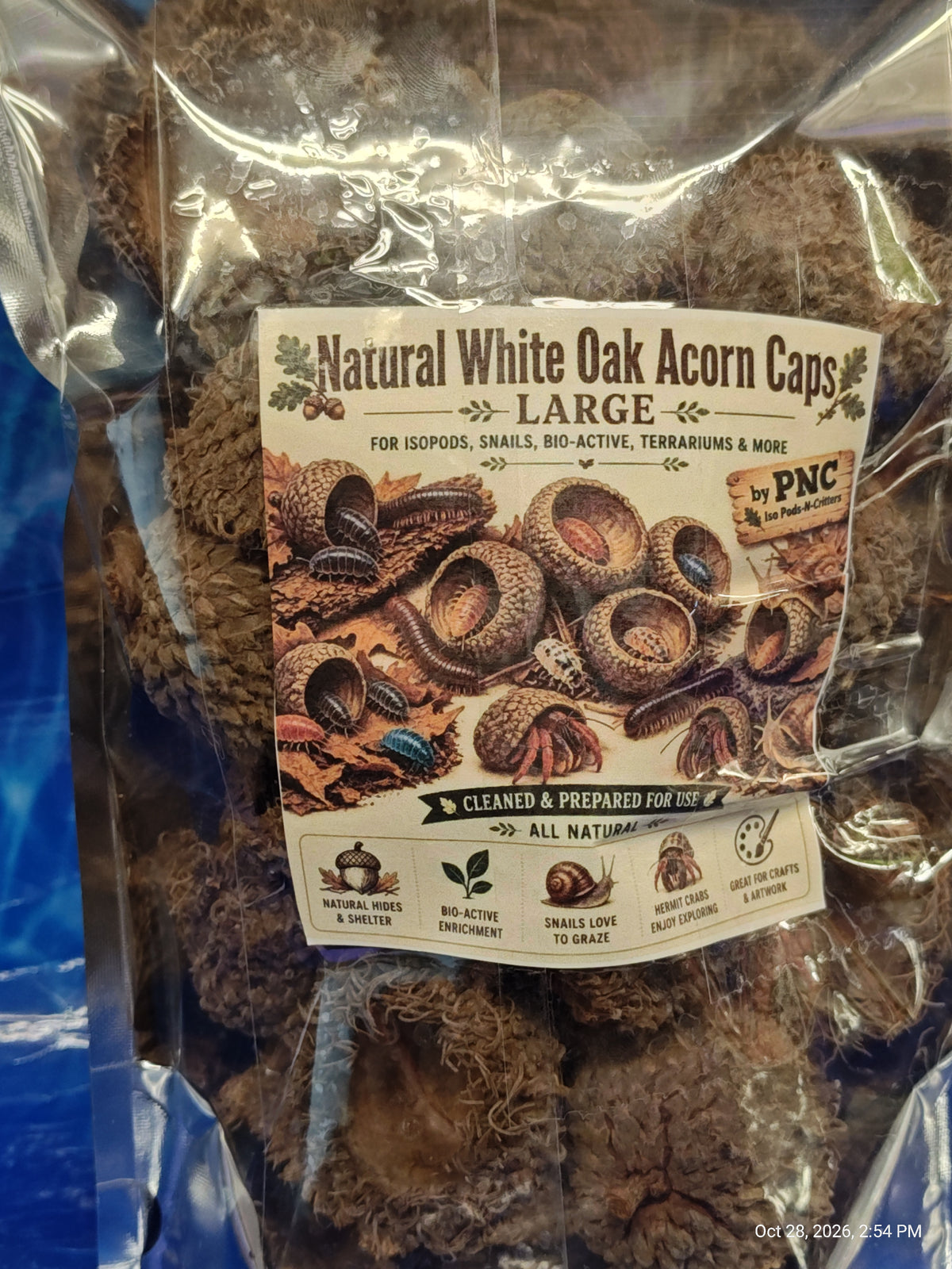 Isopods & Invertebrate Natural Mossy White Oak Acorn Caps – Nature's Treasure by PNC Family FInds