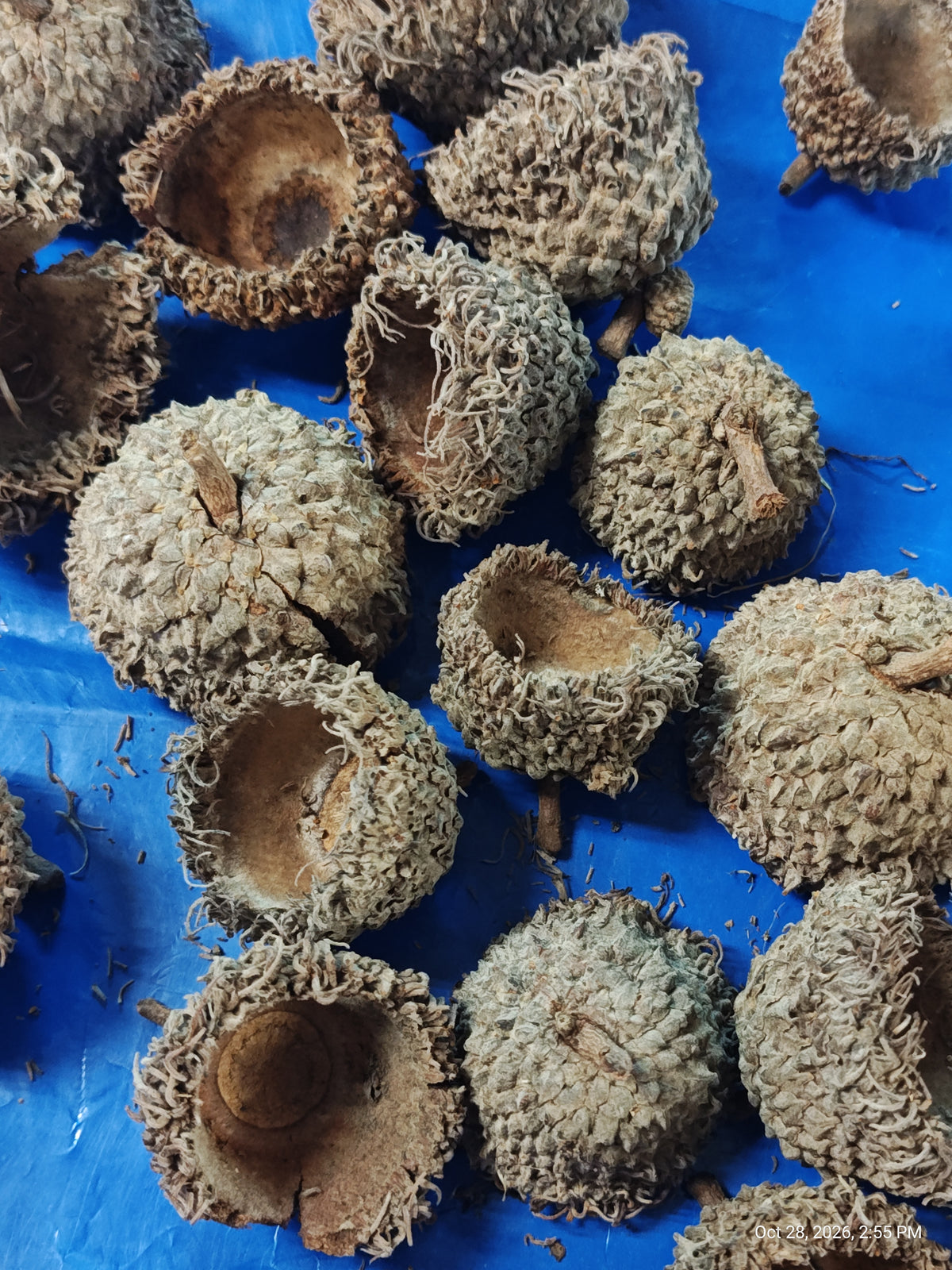 Isopods & Invertebrate Natural Mossy White Oak Acorn Caps – Nature's Treasure by PNC Family FInds