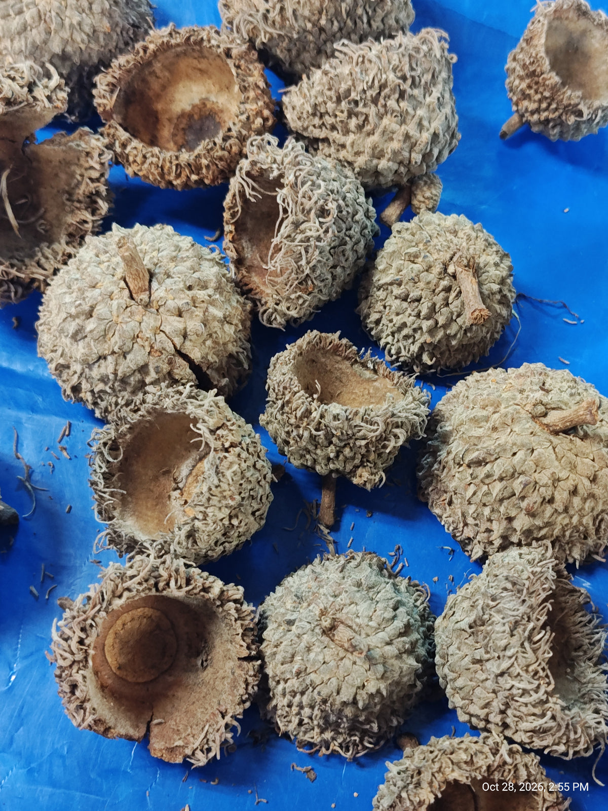 Isopods & Invertebrate Natural Mossy White Oak Acorn Caps – Nature's Treasure by PNC Family FInds