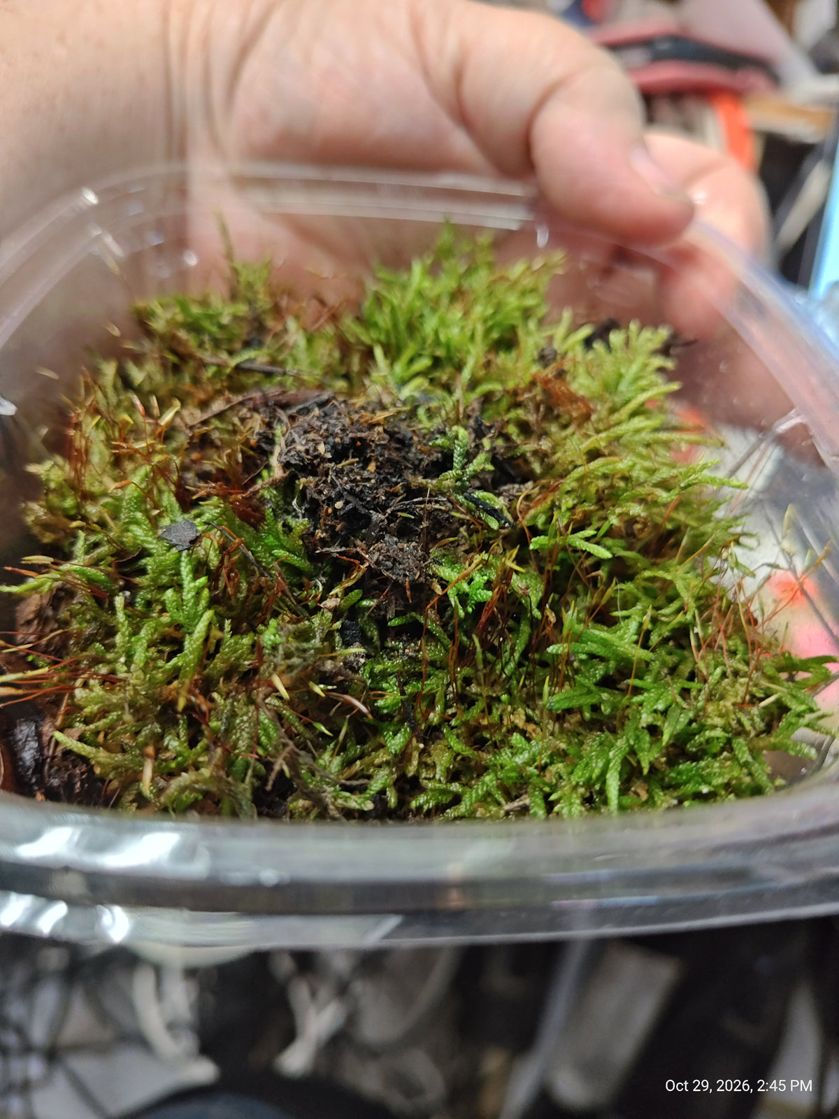 Red Feather Moss with Springtail Culture – Grown by PNC Family FInds