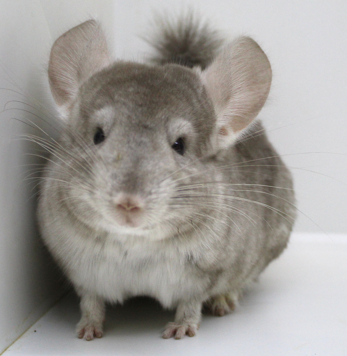 Chinchilla Babies