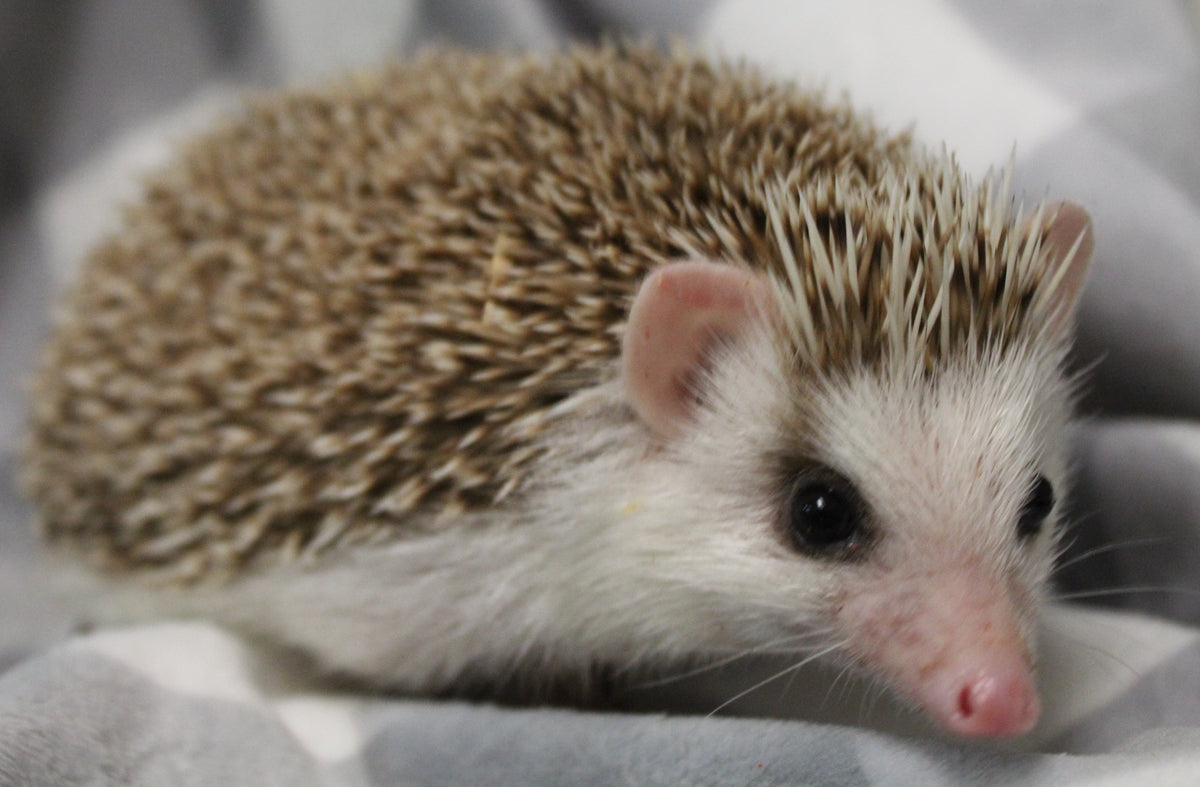 African Pygmy Hedgehog Babies – Cuddly Companions by PNC Family FInds