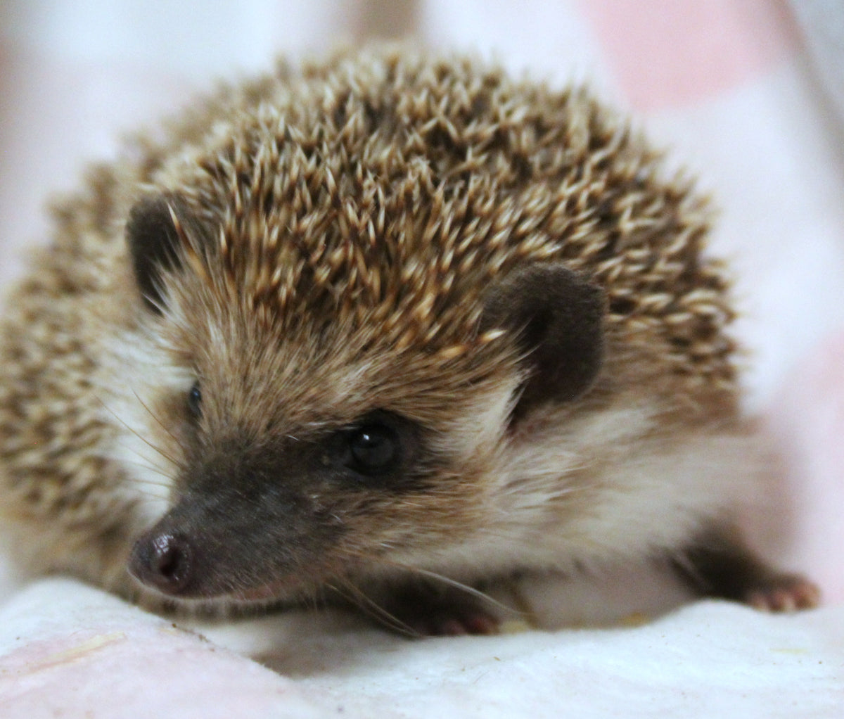 African Pygmy Hedgehog Babies – Cuddly Companions by PNC Family FInds