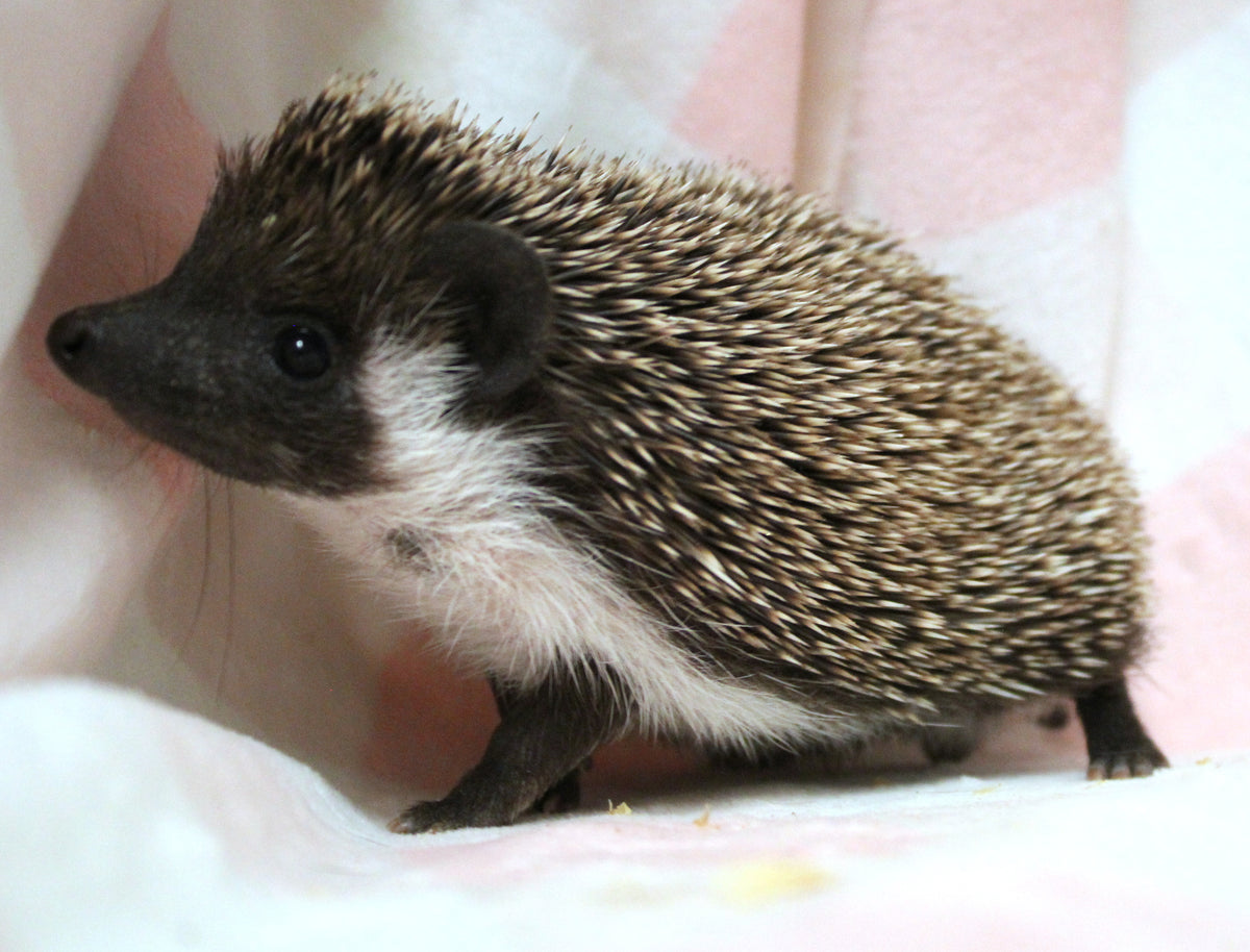 African Pygmy Hedgehog Babies – Cuddly Companions by PNC Family FInds