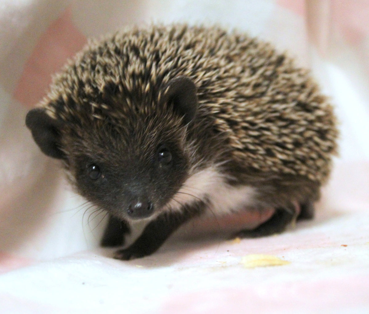 African Pygmy Hedgehog Babies – Cuddly Companions by PNC Family FInds