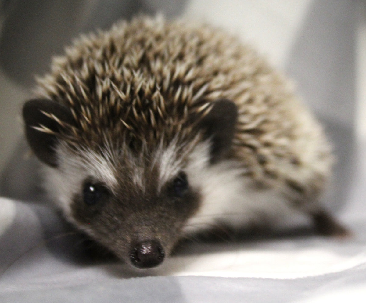 African Pygmy Hedgehog Babies – Cuddly Companions by PNC Family FInds