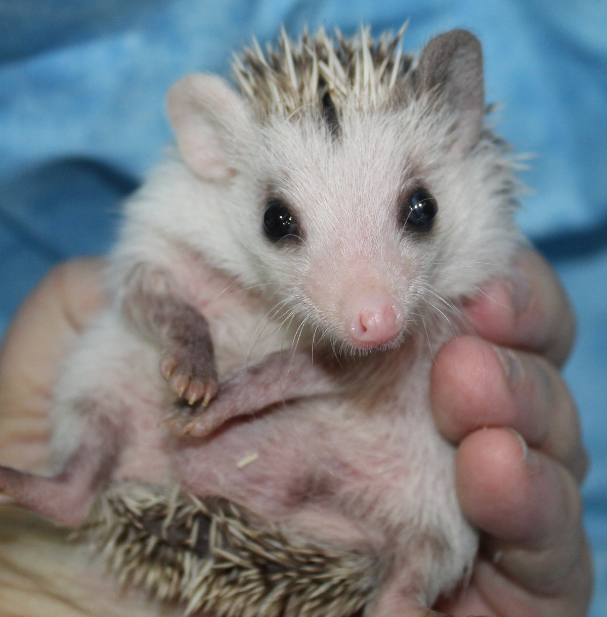 African Pygmy Hedgehog Babies – Cuddly Companions by PNC Family FInds