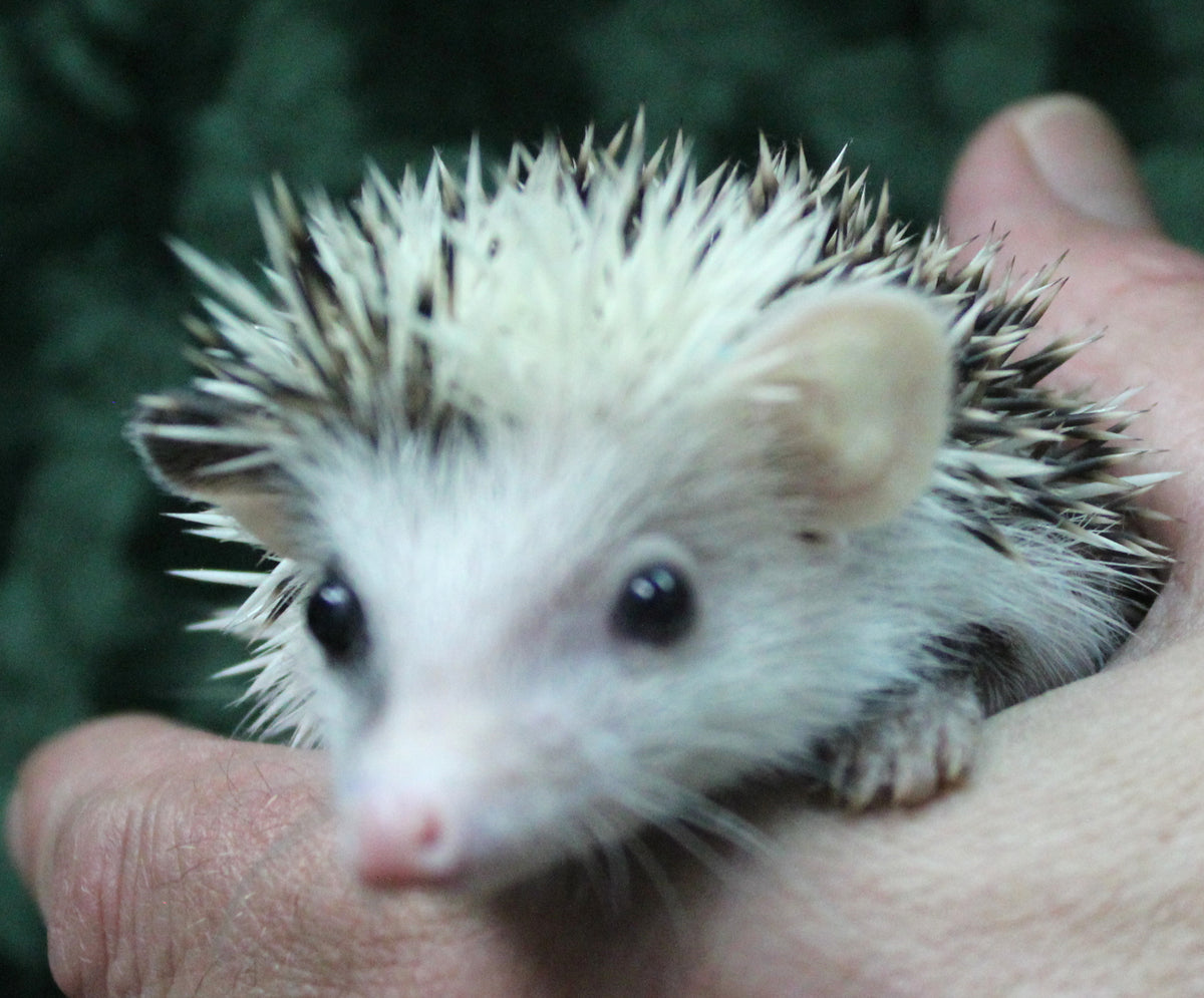 African Pygmy Hedgehog Babies – Cuddly Companions by PNC Family FInds