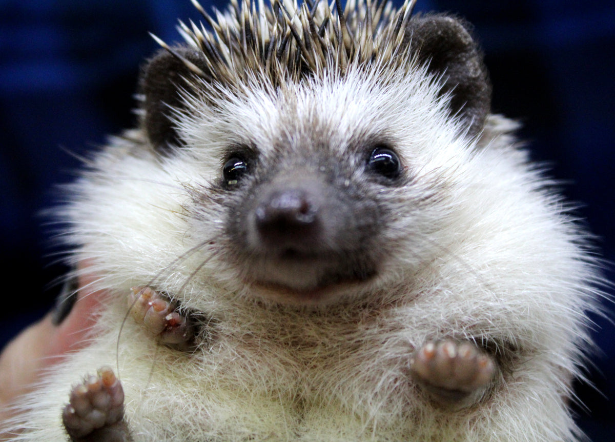 African Pygmy Hedgehog Babies – Cuddly Companions by PNC Family FInds