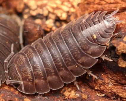 ARMADILLIDIUM DEPRESSUM