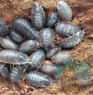 PORCELLIO LAEVIS --ORANGE