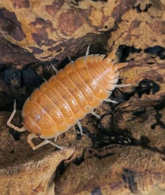 ARMADILLIDIUM DEPRESSUM