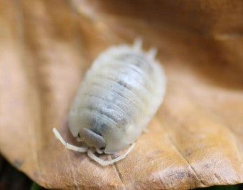 PORCELLIO SCABER  LAVA
