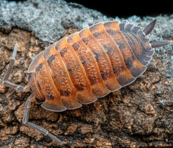 PORCELLIO SCABER  LAVA