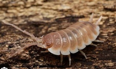 ARMADILLIDIUM DEPRESSUM