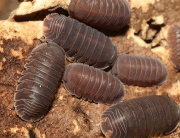 ARMADILLIDIUM DEPRESSUM
